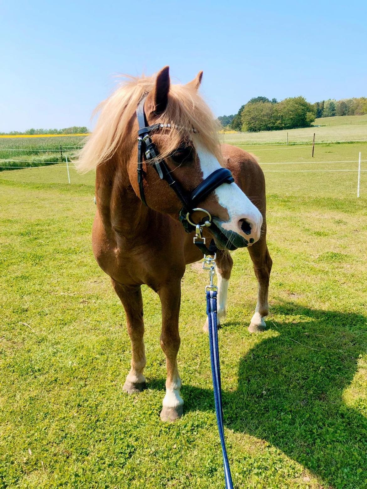 Welsh Mountain (sec A) Fakla Calypso *RIP*  billede 16