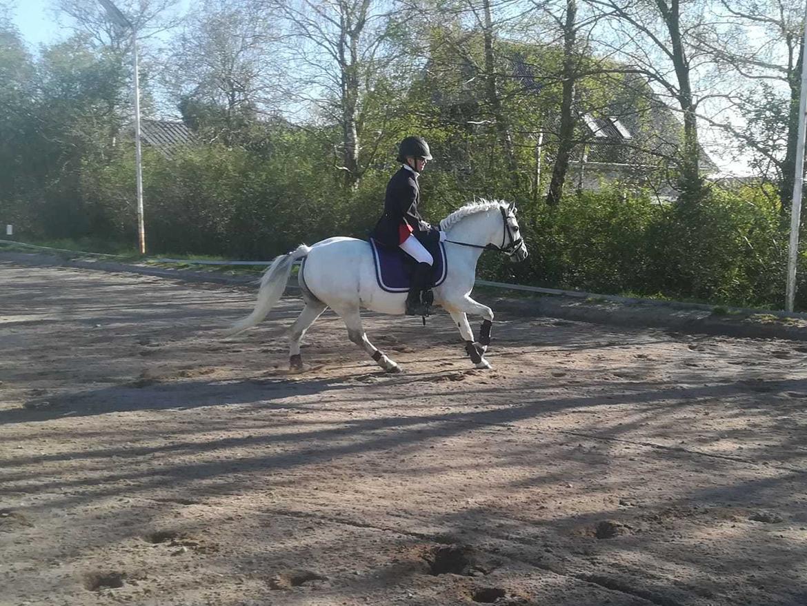 Welsh Mountain (sec A) Petúla billede 8