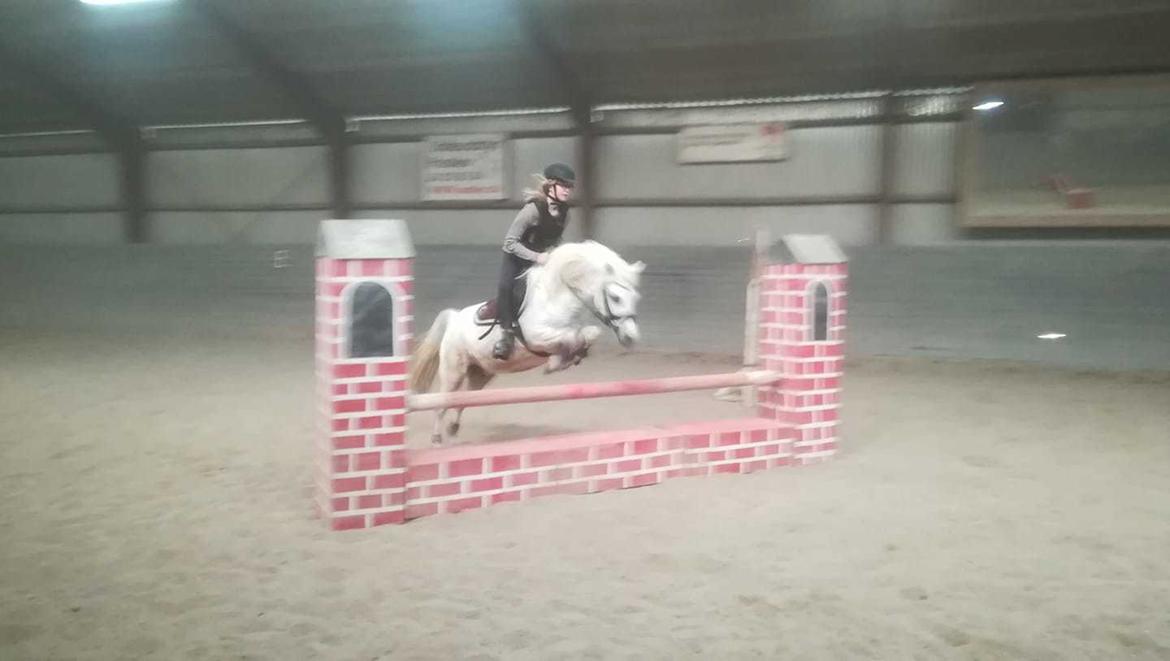 Welsh Mountain (sec A) Petúla billede 1