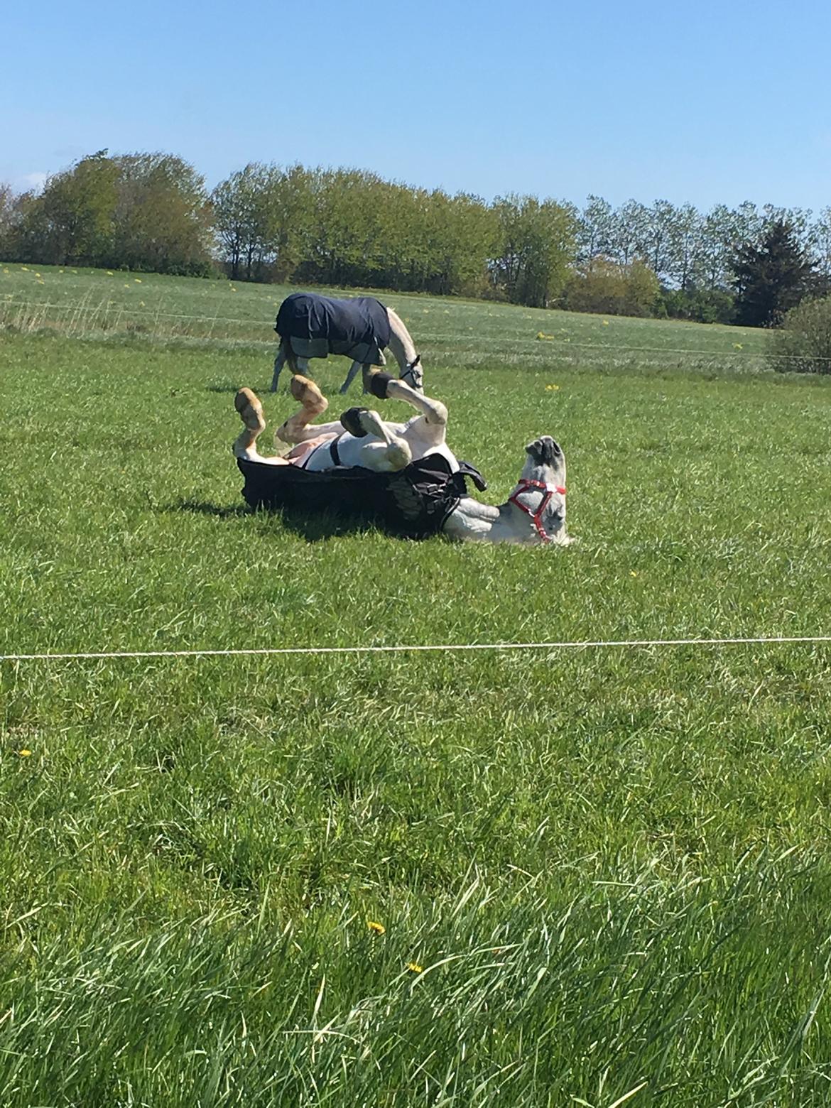 Hollandsk Varmblod Santana - Slapper af på folden i maj 2019 billede 7