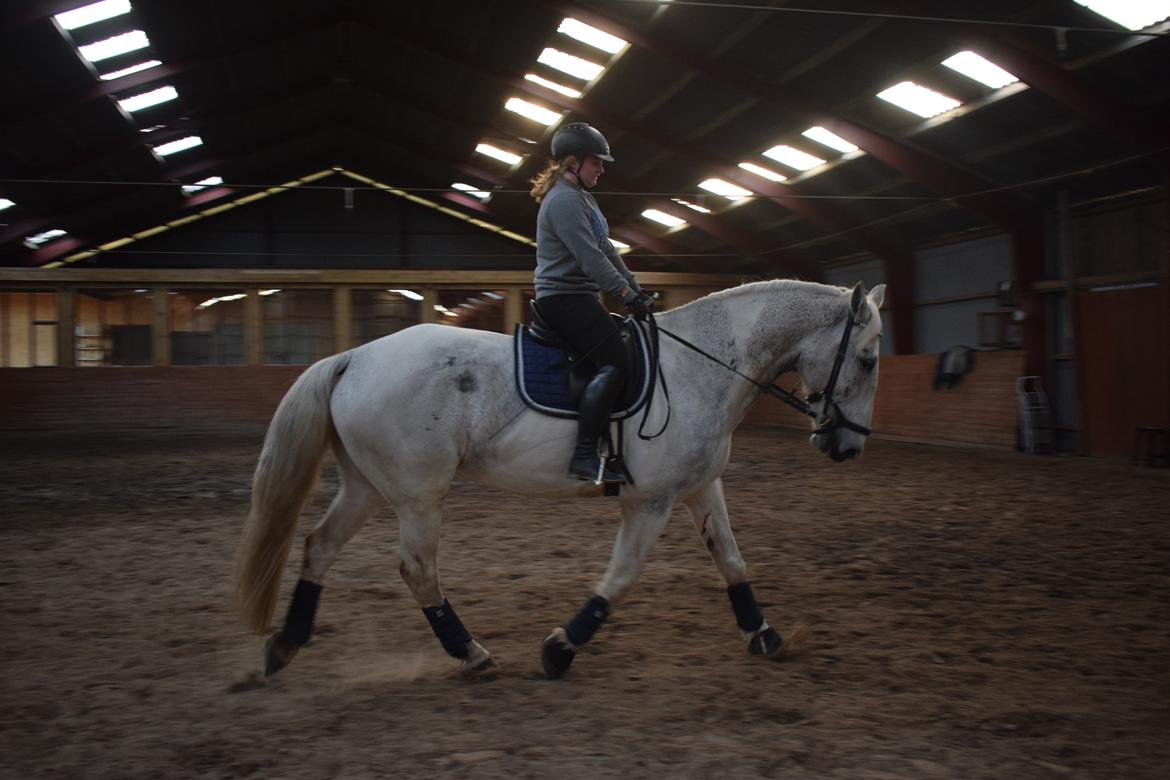 Hollandsk Varmblod Santana - Undervisning marts 2019 billede 6