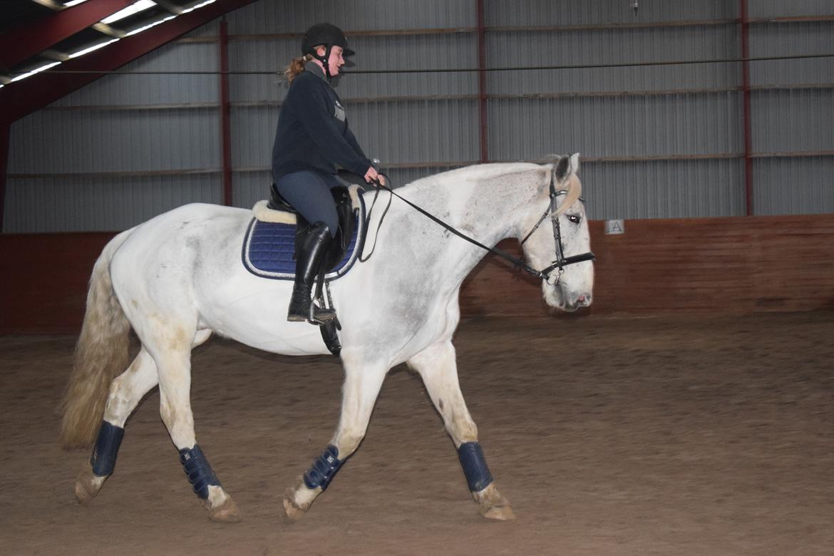 Hollandsk Varmblod Santana - Undervisning i december 2018 billede 5