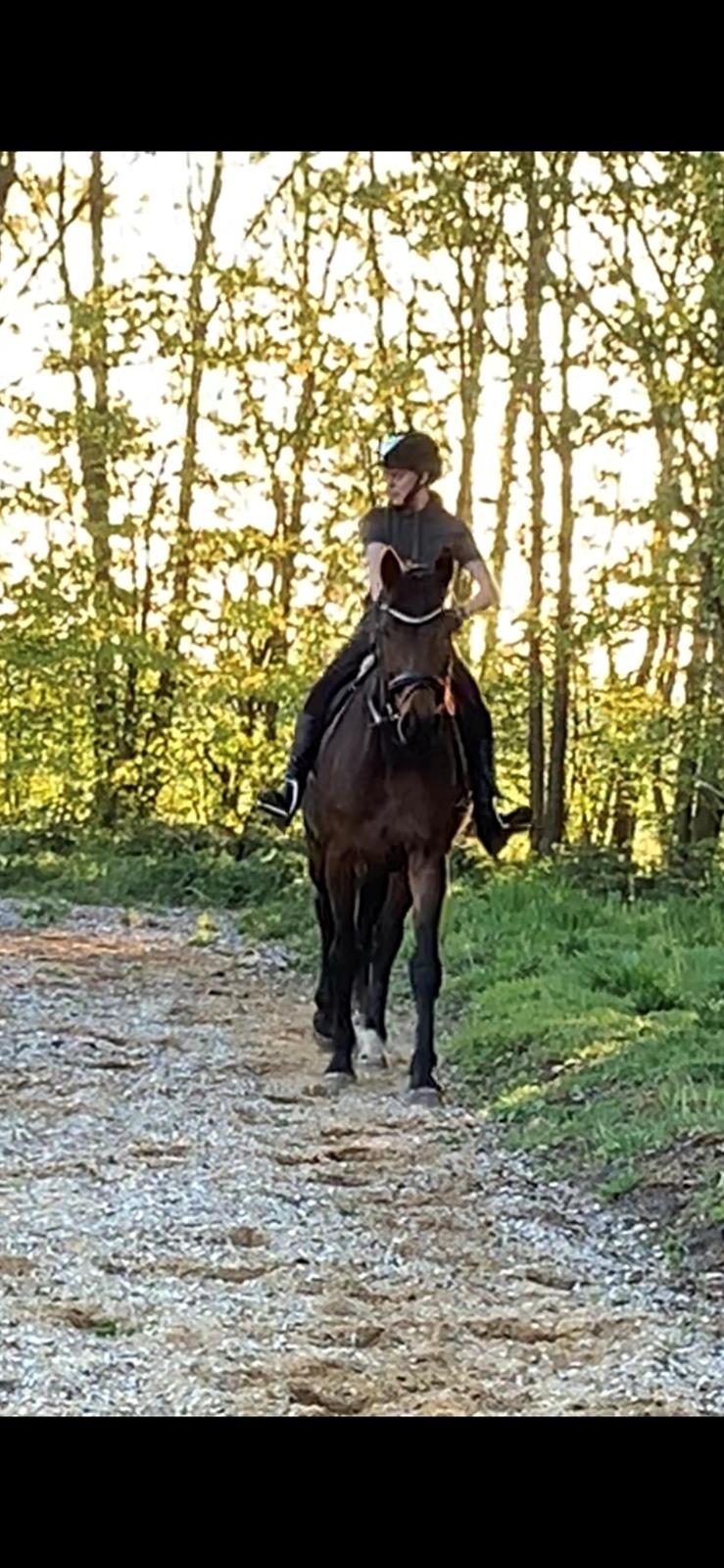 Hollandsk Varmblod Elonlisa billede 3