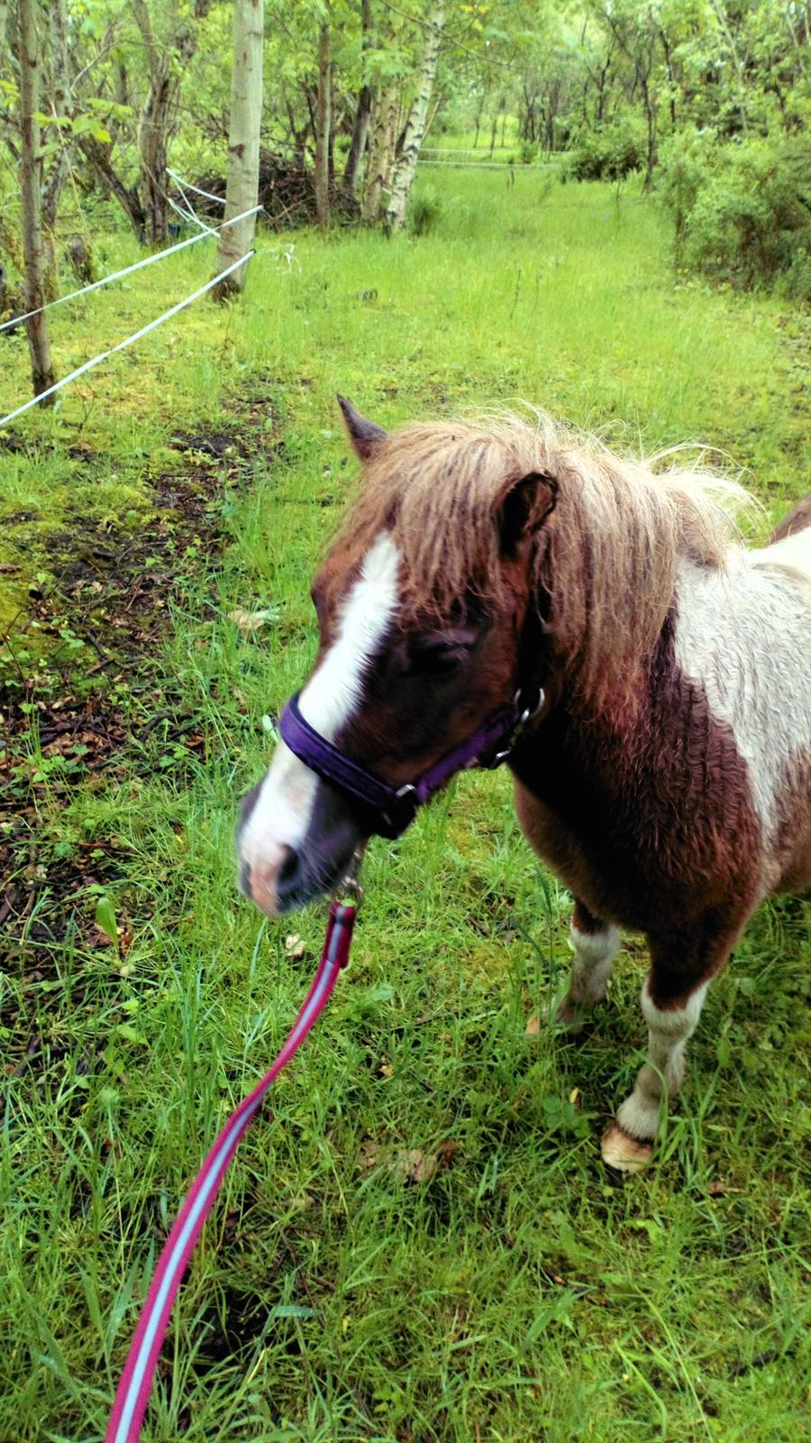 Shetlænder Turbo - Maj 2019 - fra hans første gåtur billede 29