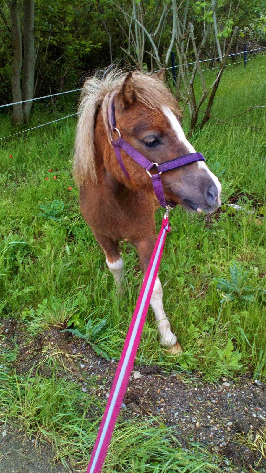 Shetlænder Turbo - Maj 2019 - fra hans første gåtur billede 2