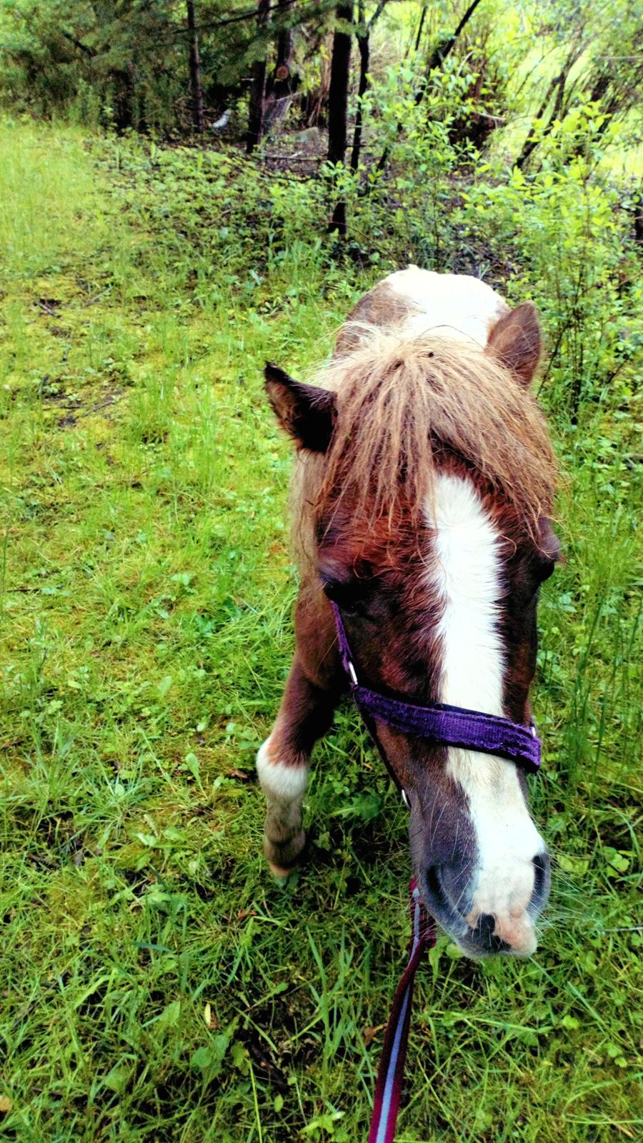 Shetlænder Turbo - Maj 2019 - fra hans første gåtur billede 30