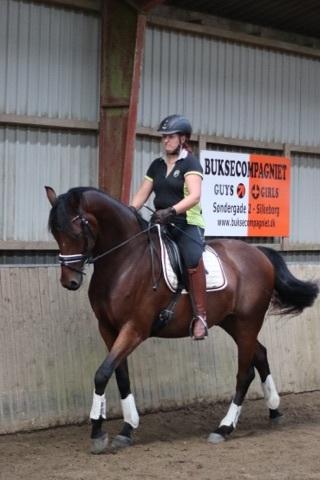 Dansk Varmblod Royal Sunshine (himmelhest) billede 1