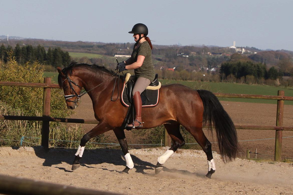 Dansk Varmblod Royal Sunshine (himmelhest) billede 2