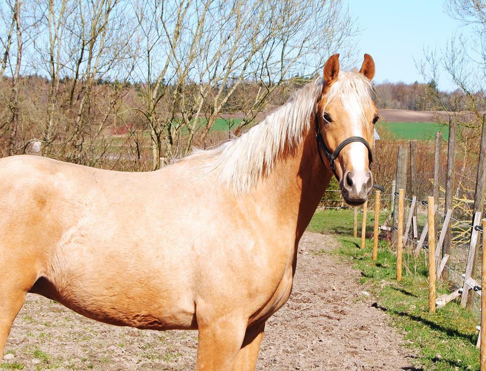 Palomino Silverline Dublét billede 34