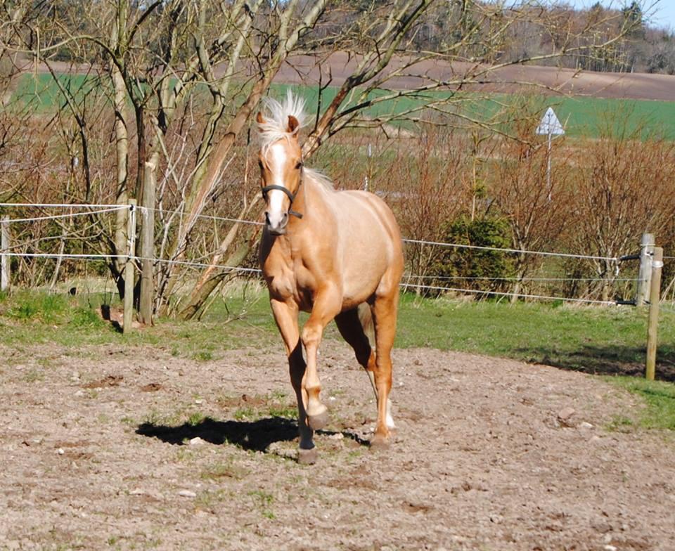 Palomino Silverline Dublét billede 35