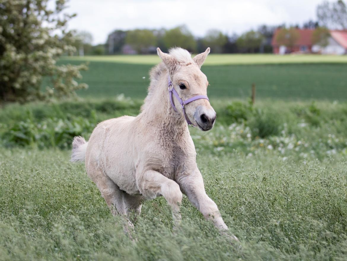 Fjordhest Mellerupgods Cilja billede 3