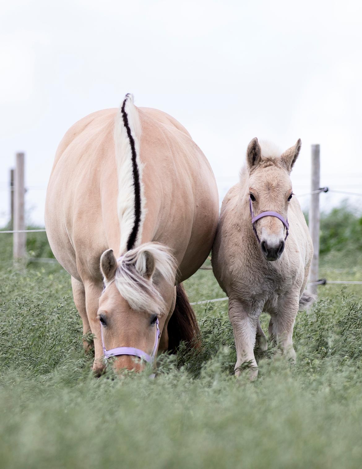 Fjordhest Mellerupgods Cilja billede 4