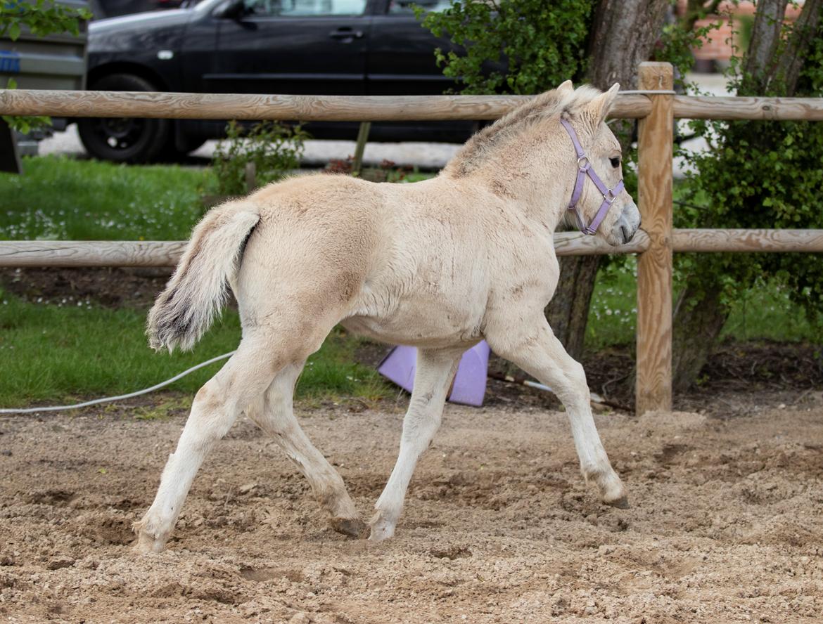 Fjordhest Mellerupgods Cilja billede 5