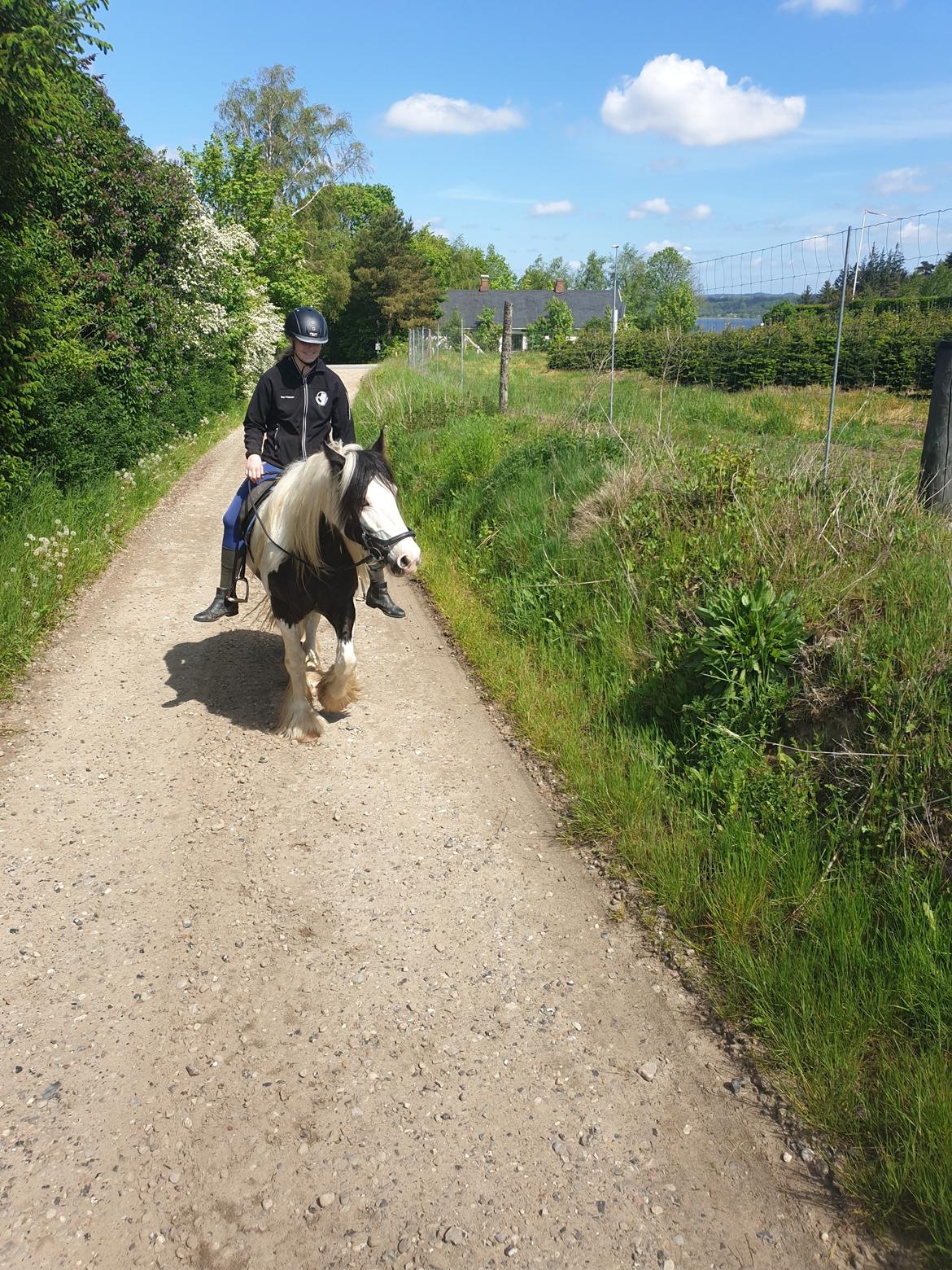 Irish Cob LL. Mølgaards McCoy - Første skovtur billede 9