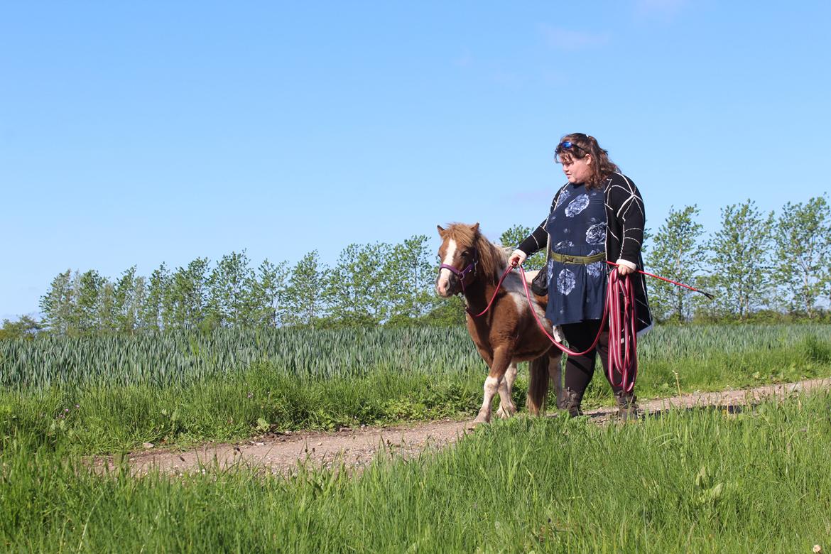 Shetlænder Turbo - 25-05-2019: Den sidste gåtur, inden afhentning af køber billede 1