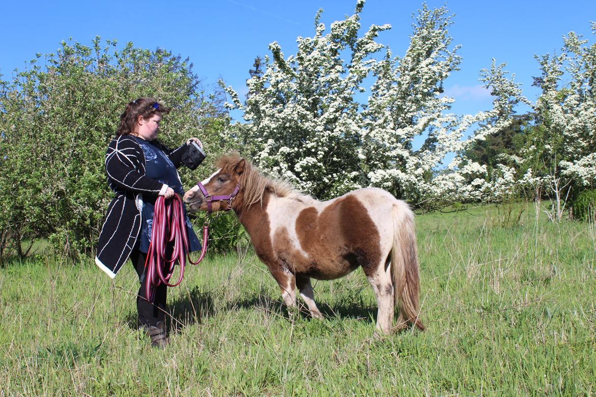 Shetlænder Turbo - 25-05-2019: Den sidste gåtur, inden afhentning af køber billede 35