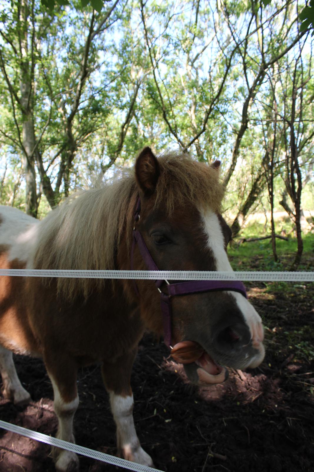 Shetlænder Turbo - 25-05-2019 billede 36