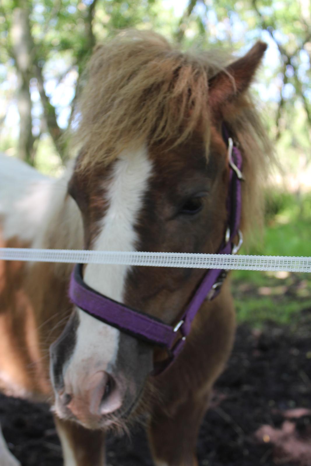 Shetlænder Turbo - 25-05-2019 billede 38