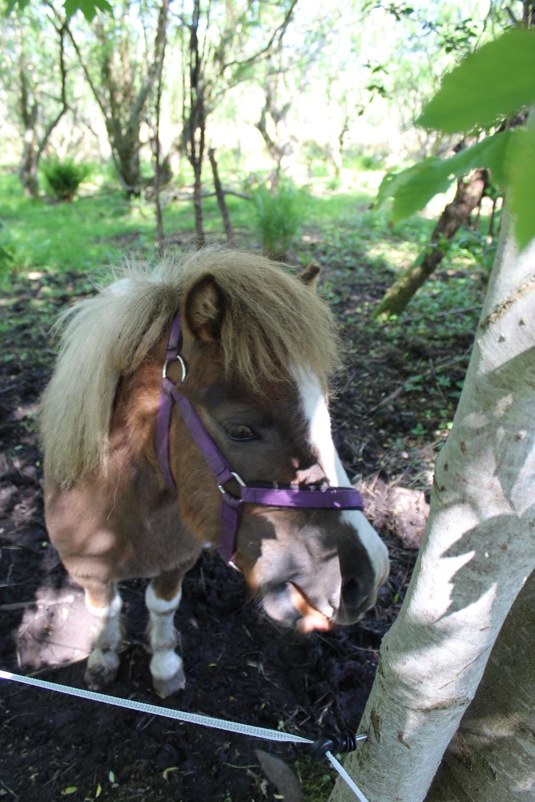 Shetlænder Turbo - 25-05-2019 billede 39