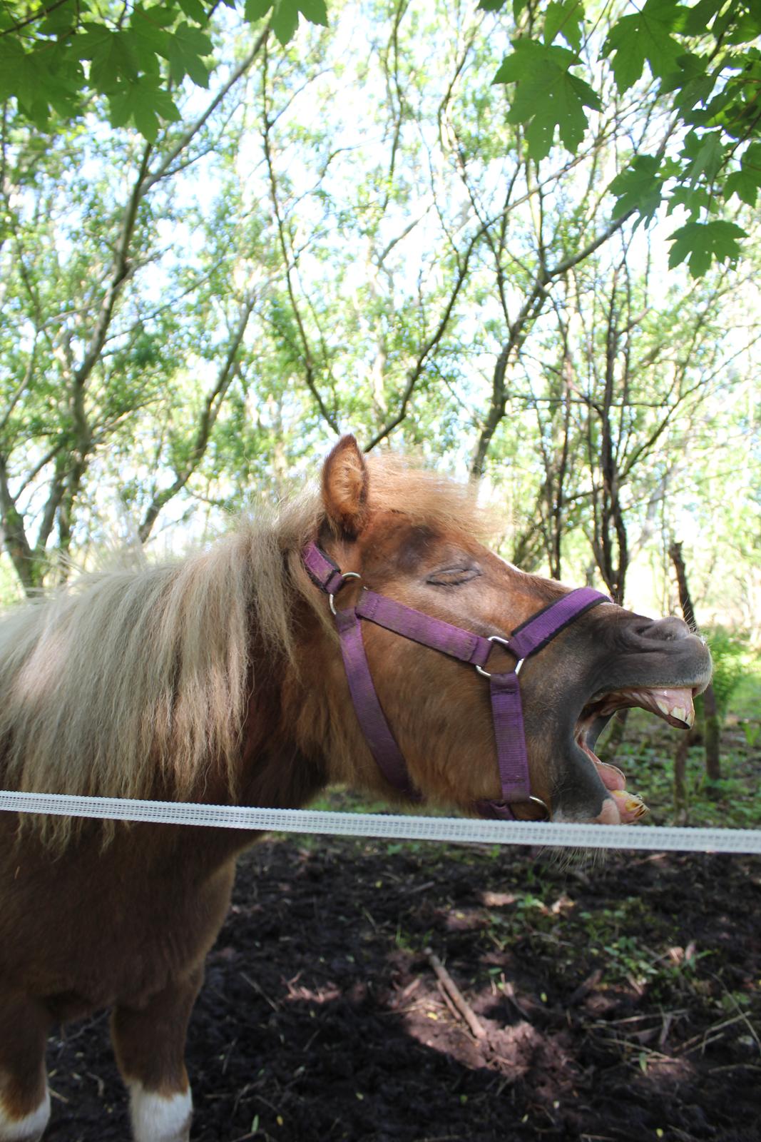 Shetlænder Turbo - 25-05-2019 billede 37