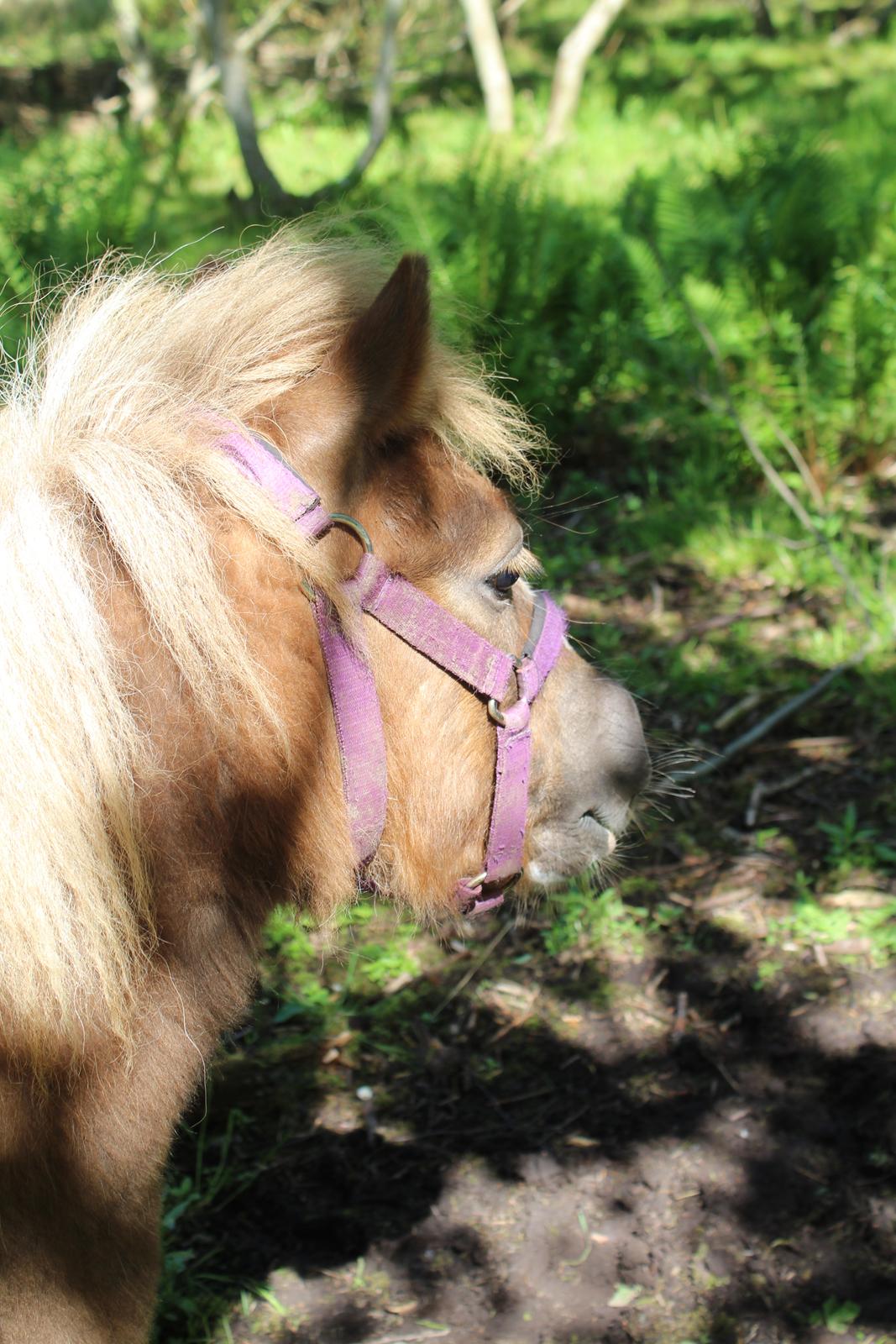 Shetlænder Turbo - 25-05-2019 billede 44