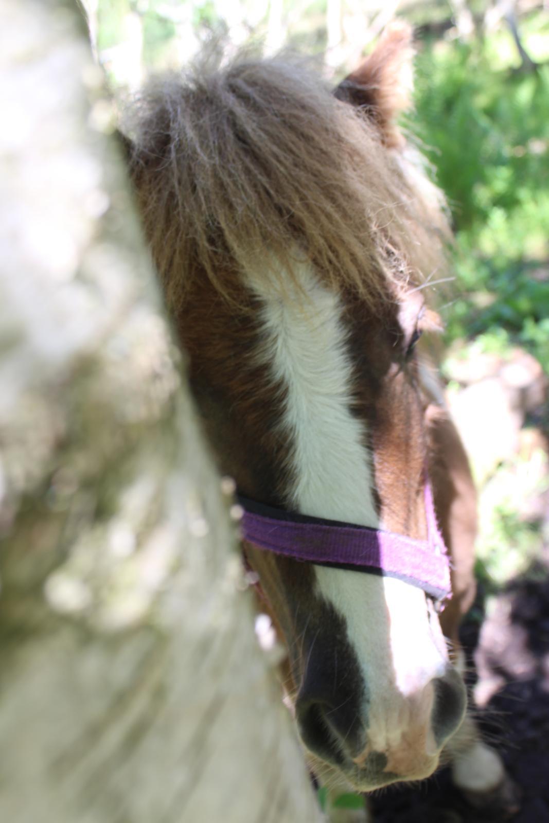 Shetlænder Turbo - 25-05-2019 - "Kuk Kuk" billede 42