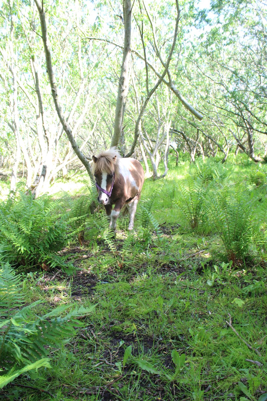 Shetlænder Turbo - 25-05-2019 - Jungleponyen Turbo billede 46