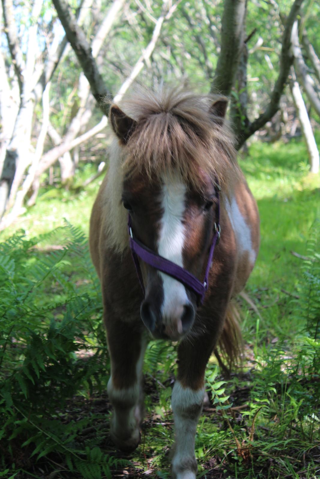 Shetlænder Turbo - 25-05-2019 billede 47