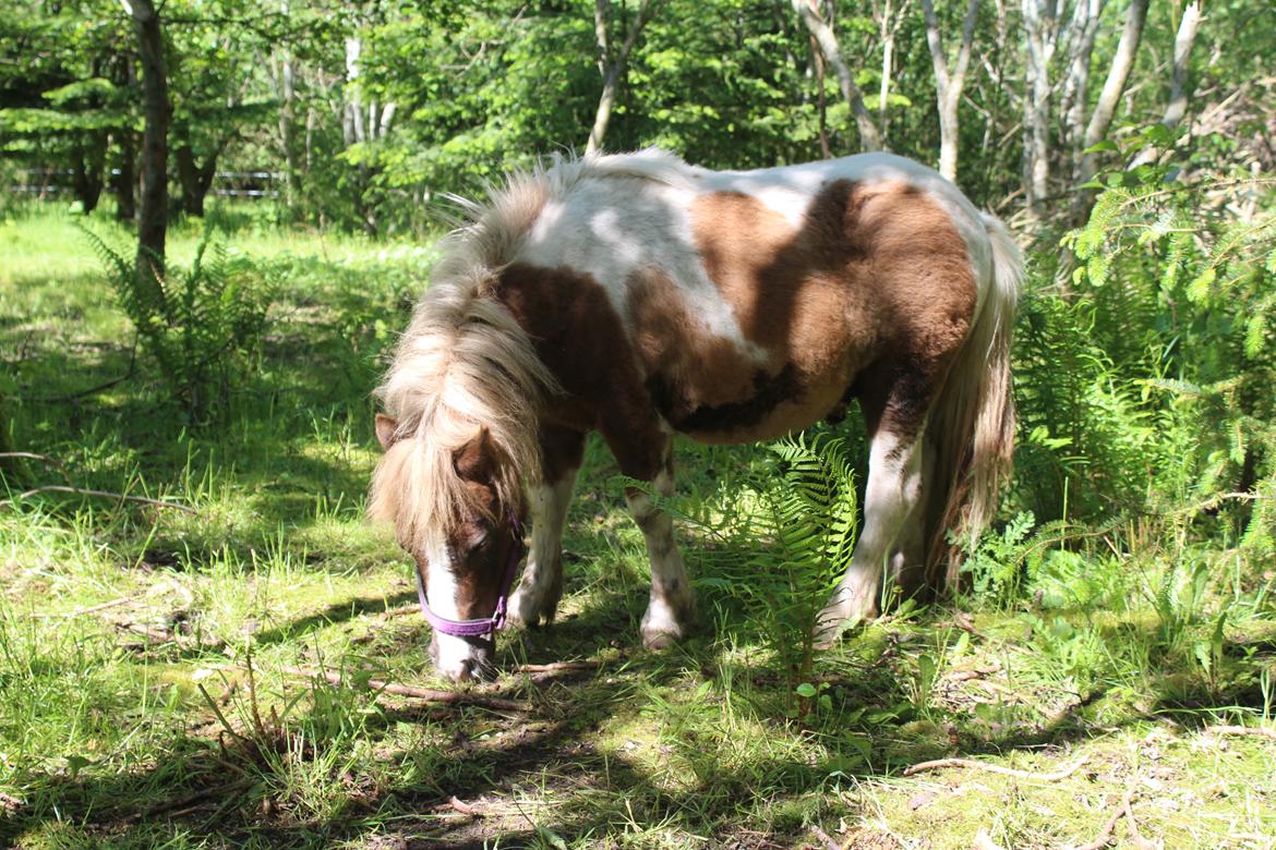 Shetlænder Turbo - 25-05-2019 billede 43