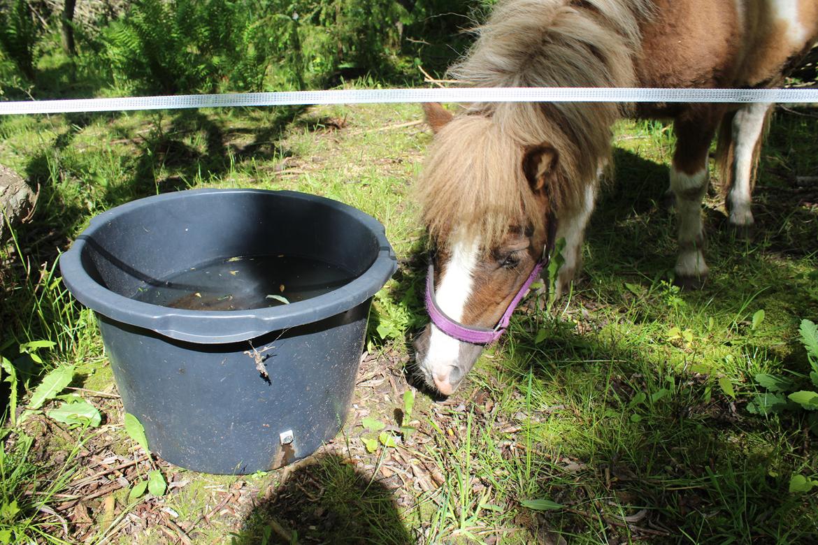 Shetlænder Turbo - 25-05-2019 billede 49