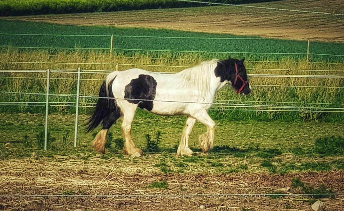 Tinker Sanaya (Rindoms Madam Mim) billede 14