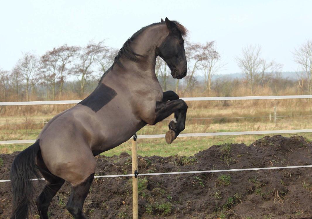 Oldenborg Fillip billede 11