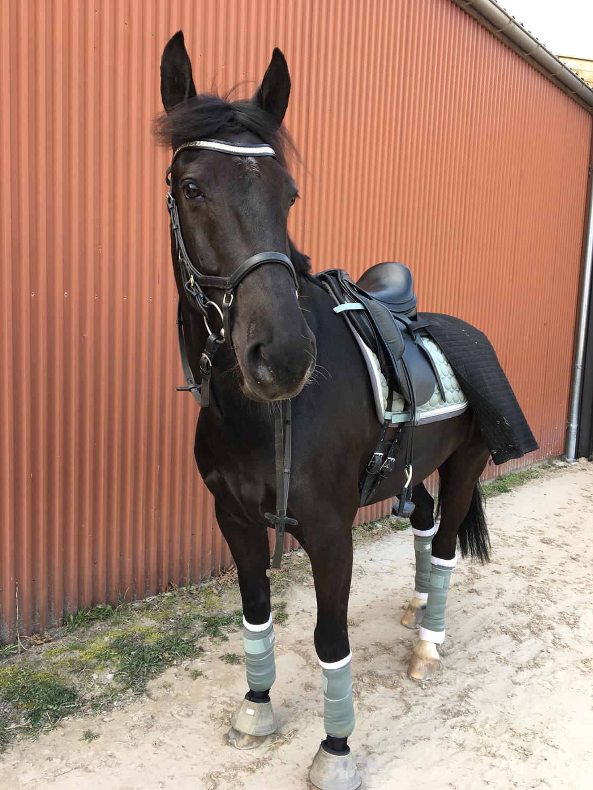 Oldenborg Fillip billede 9