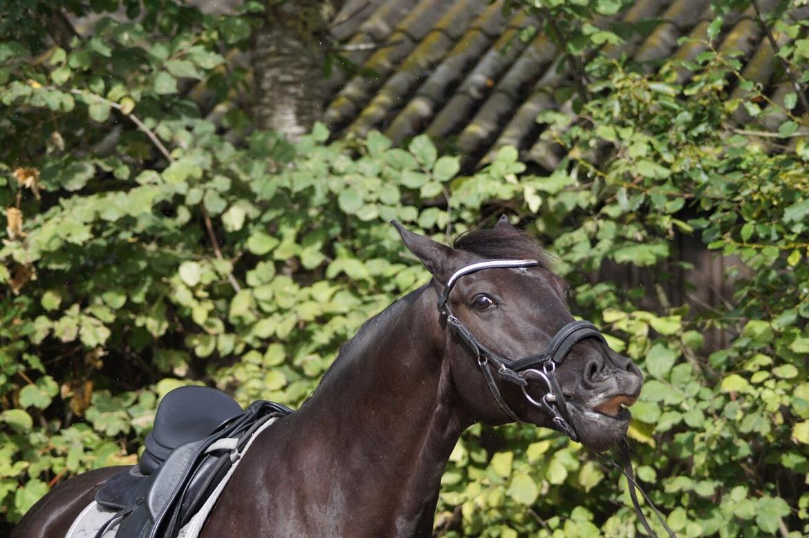 Oldenborg Fillip billede 20