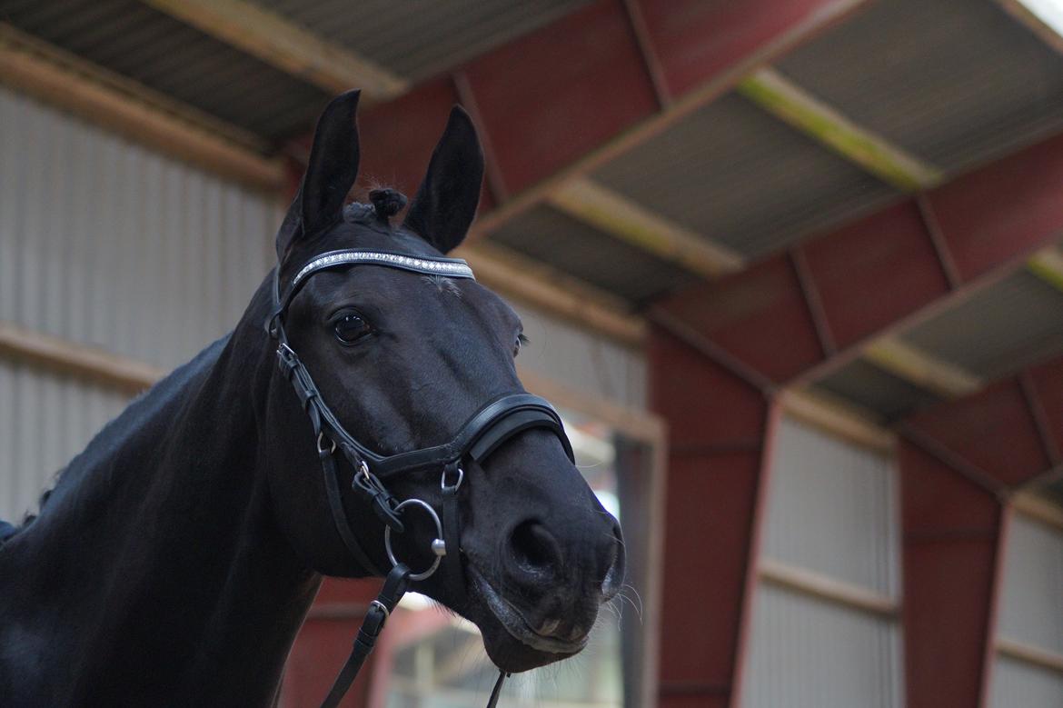 Oldenborg Fillip billede 16