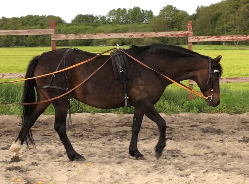 Knabstrupper Jamaicas drøm billede 17