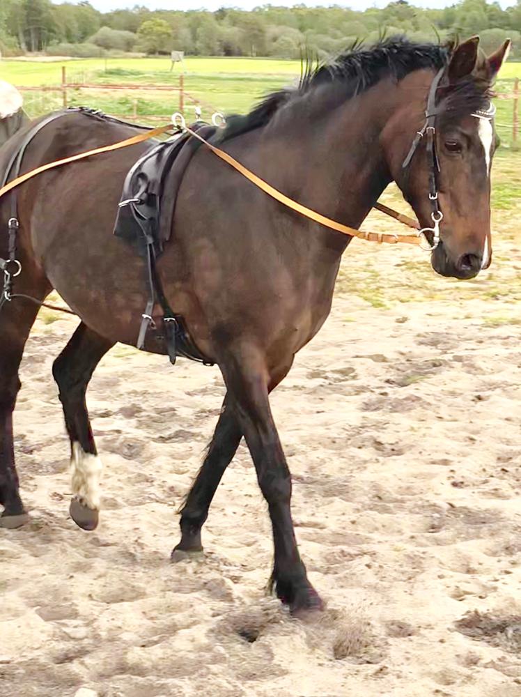 Knabstrupper Jamaicas drøm billede 16