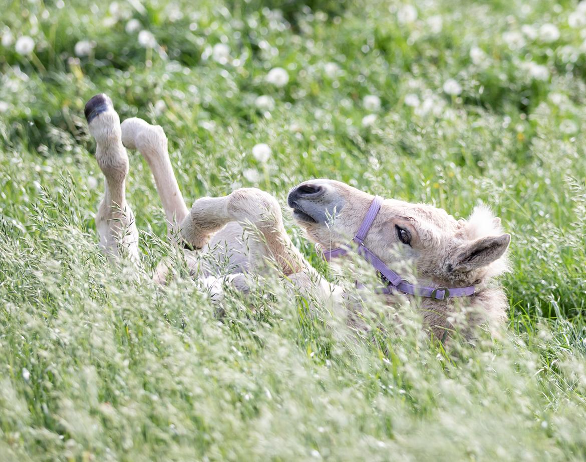 Fjordhest Mellerupgods Cilja billede 10