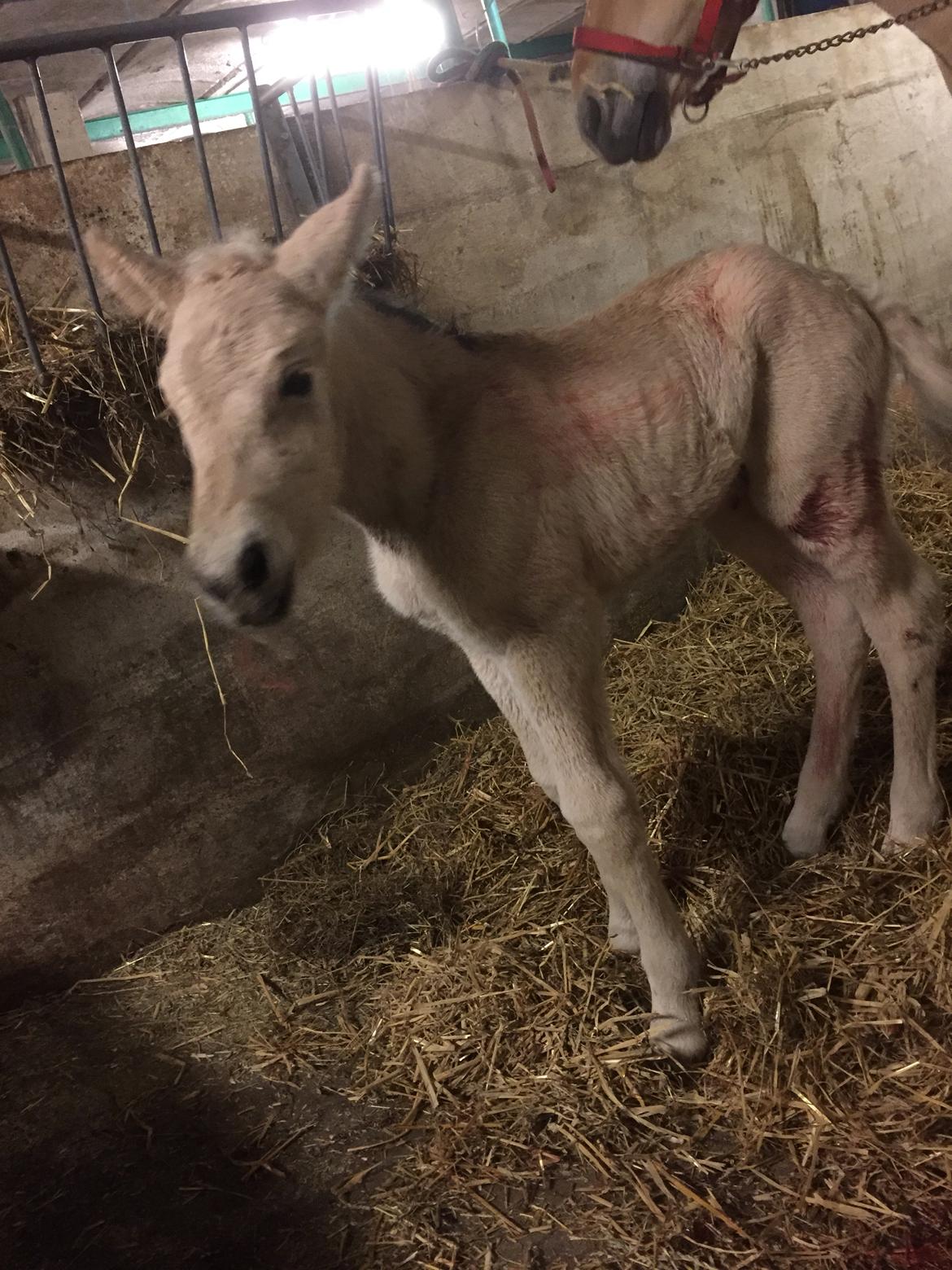 Fjordhest Mellerupgods Cilja - 11/4-2019 billede 13