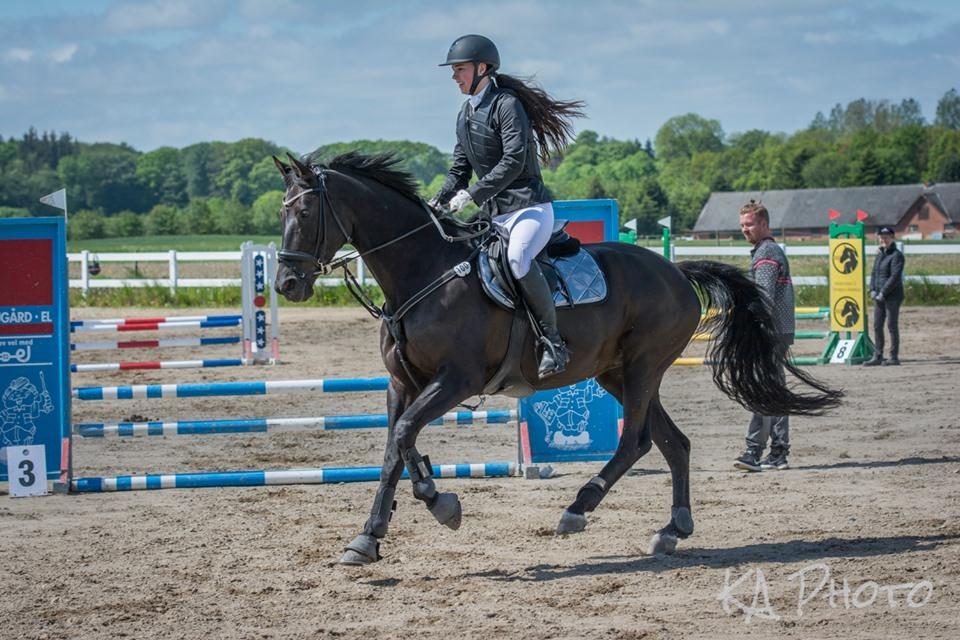 Trakehner EGATTA - Fotograf: KAphoto billede 18