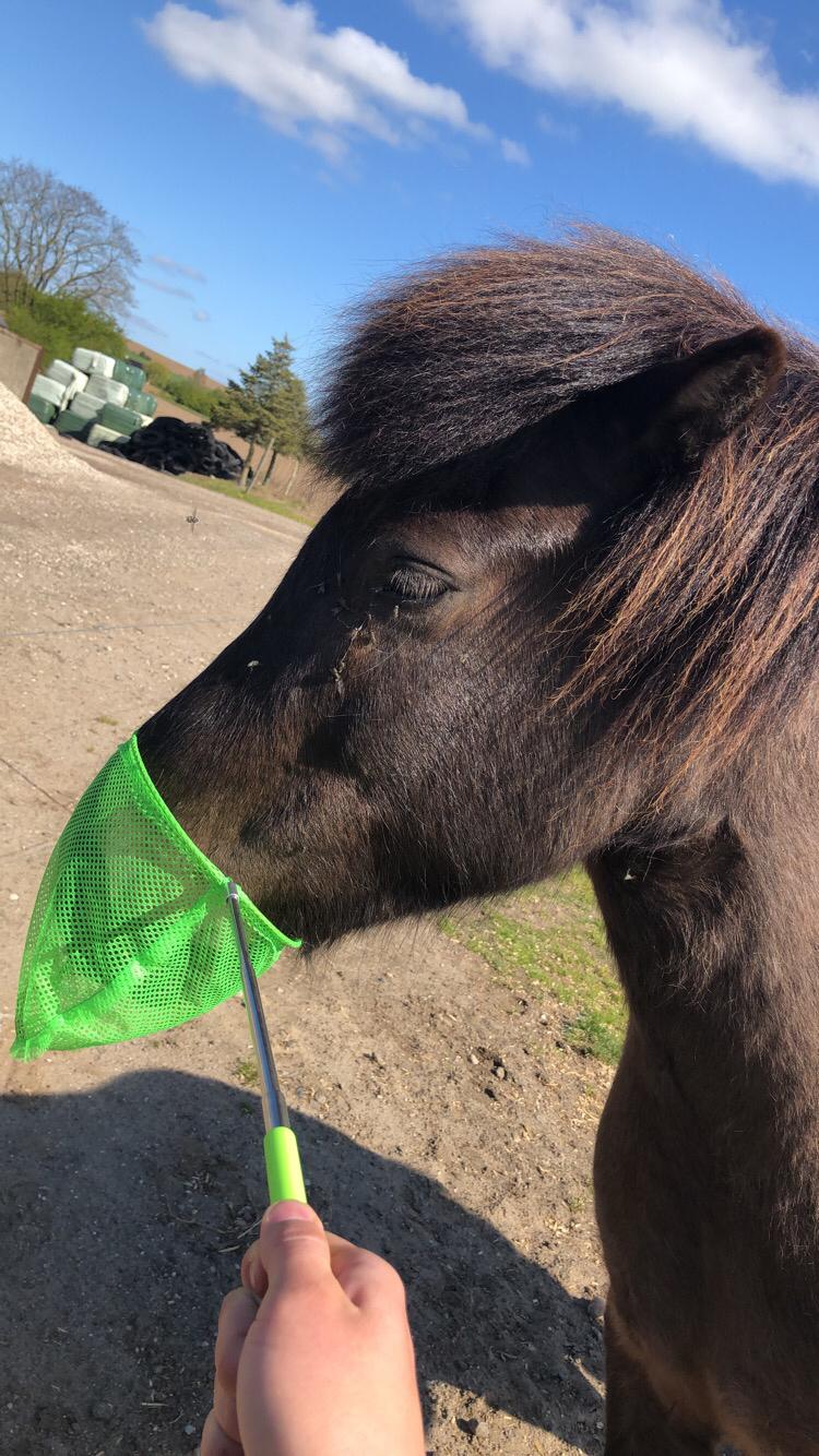 Islænder Leikni billede 19