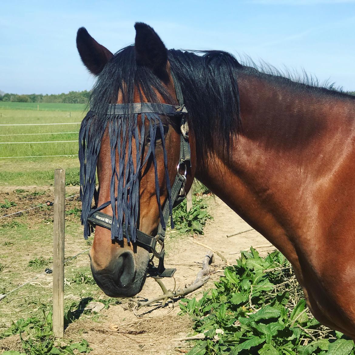 Traver Jovial Millpond billede 11