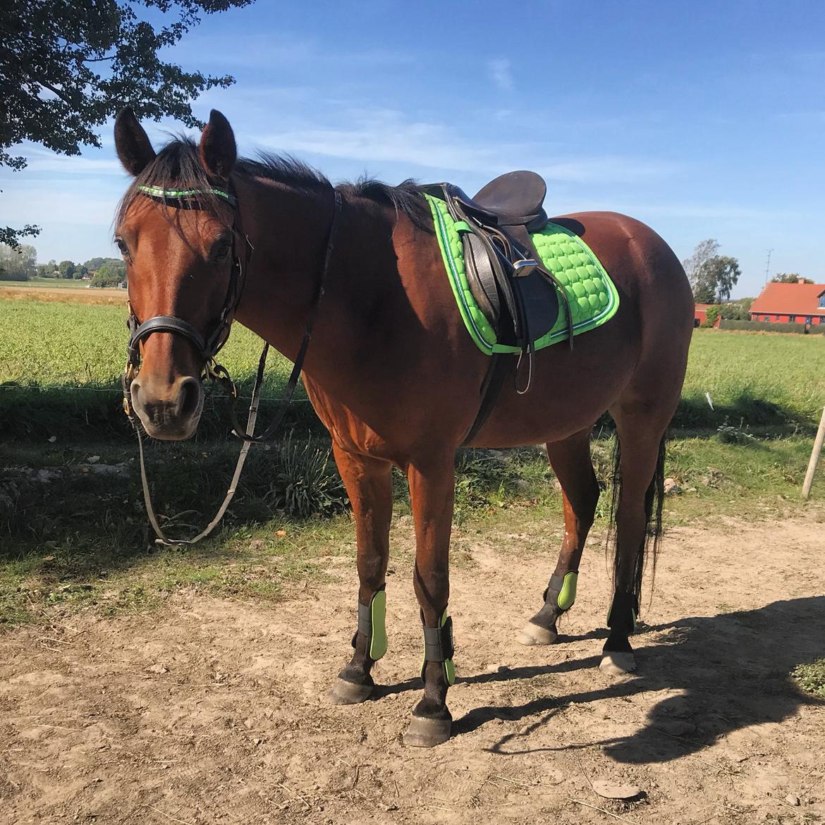 Traver Jovial Millpond billede 18