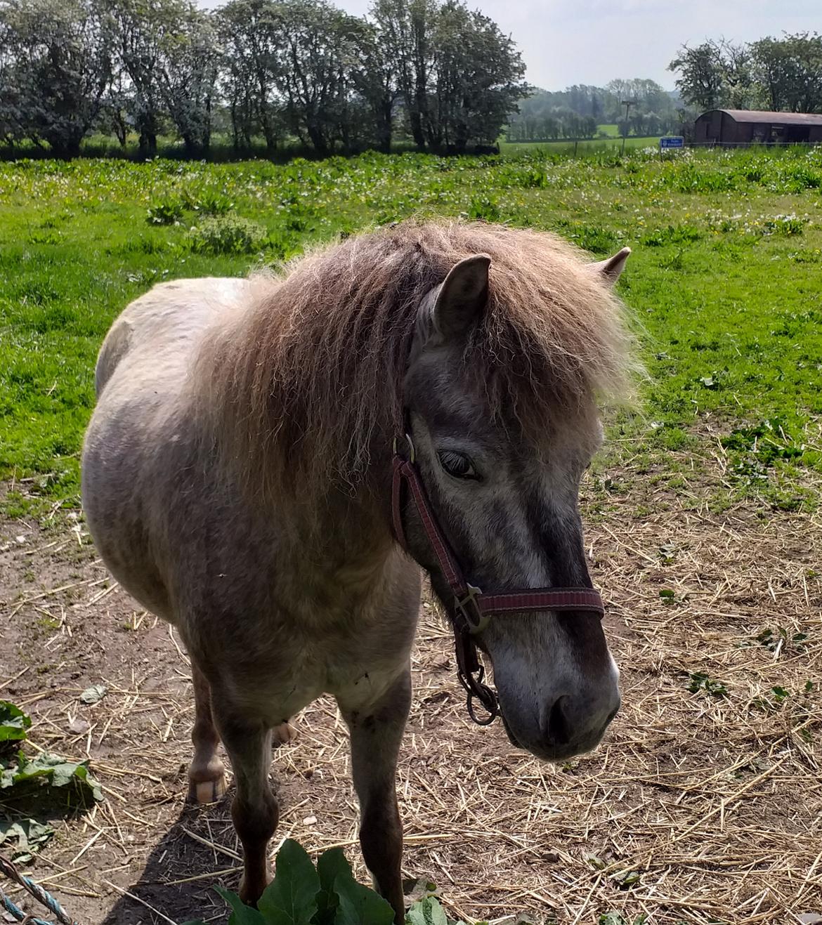 Knabstrupper Rughavens abby - En helt alm. dag i Maj 2019 billede 29