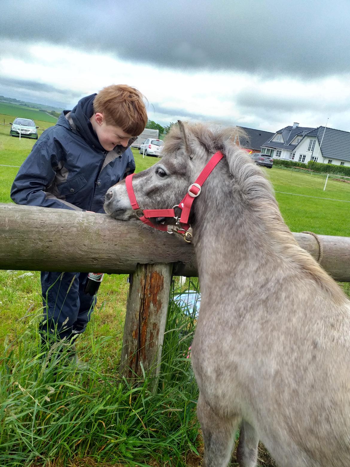 Knabstrupper Rughavens abby - Abby til dyrskue for første gang i sit liv ikke så slemt bare man har venner med Maj 2019 billede 1