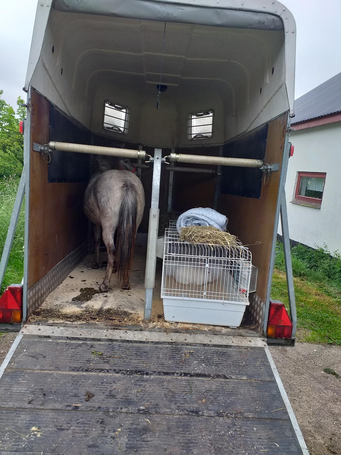 Knabstrupper Rughavens abby - Klar til at køre til dyrskue Maj 2019 billede 30