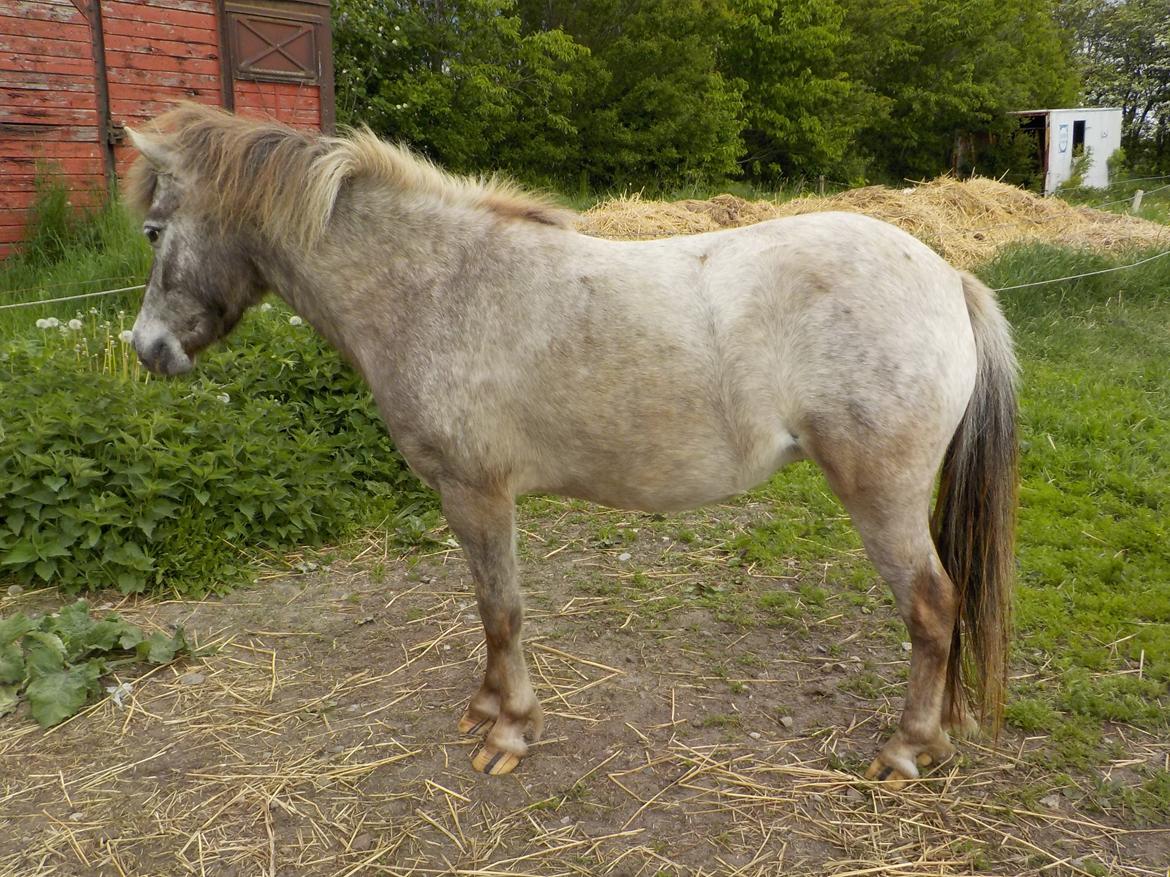 Knabstrupper Rughavens abby - Min skønne Abby Maj 2019 billede 31
