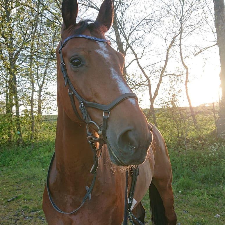 Hollandsk Varmblod Bluf Van De Wolfsakker  billede 1