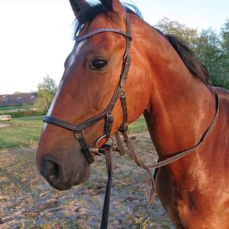 Hollandsk Varmblod Bluf Van De Wolfsakker  billede 2
