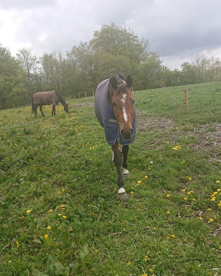 Hollandsk Varmblod Bluf Van De Wolfsakker  billede 3